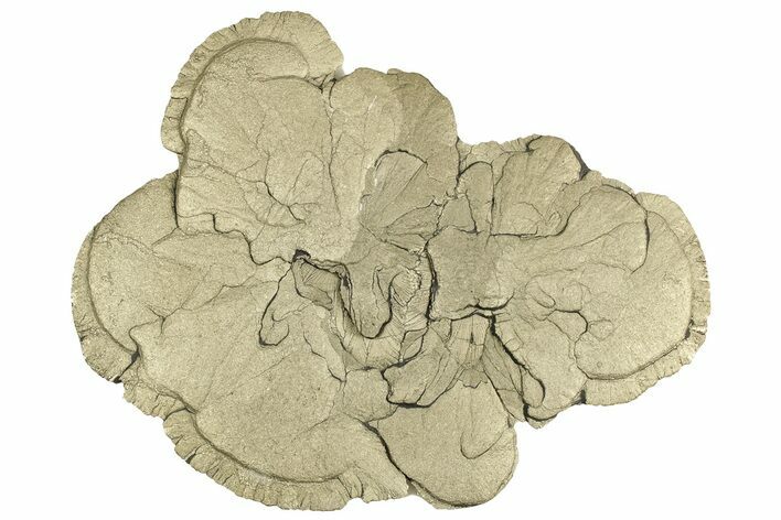 Pyrite Sun - Sparta, Illinois #315911